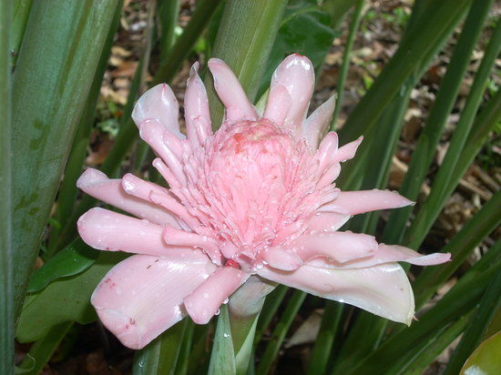 Finca Los Monos Botanical Garden